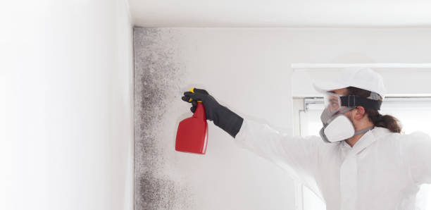 Best Post-Flood Mold Remediation in Piermont, NY