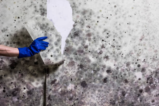 Best Basement Mold Remediation in Piermont, NY